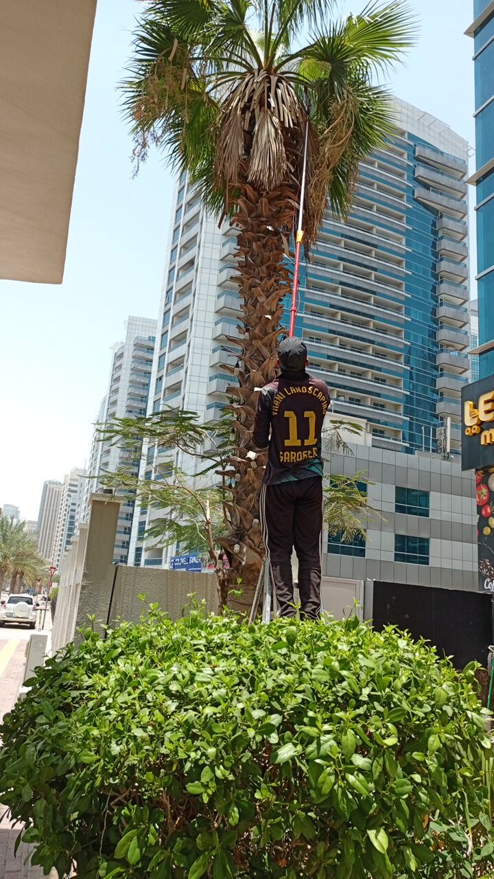 Professional Palm Tree Trimming