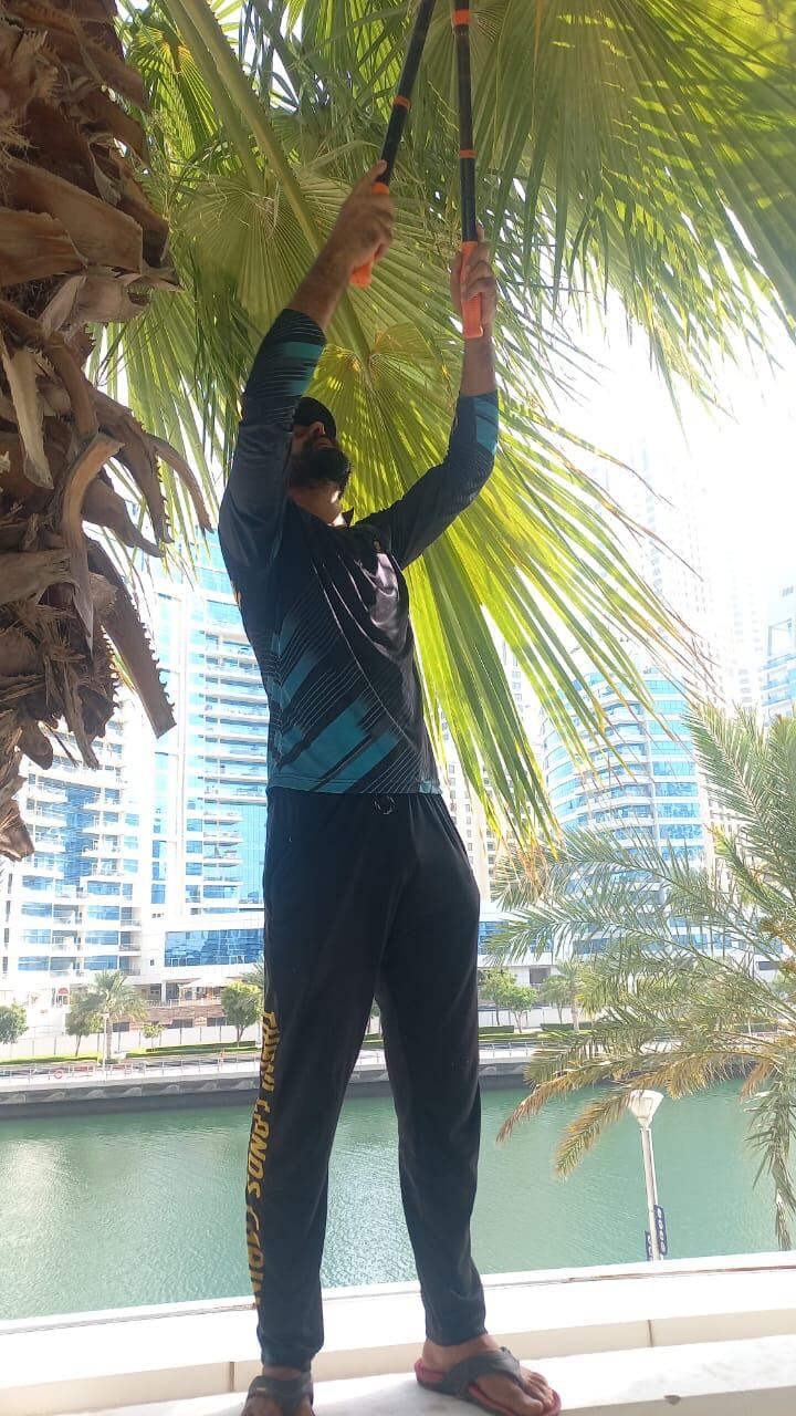 Palm Tree Pruning — Marina Walk